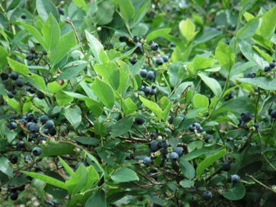 wild blueberries, Gap Mtn, 2005